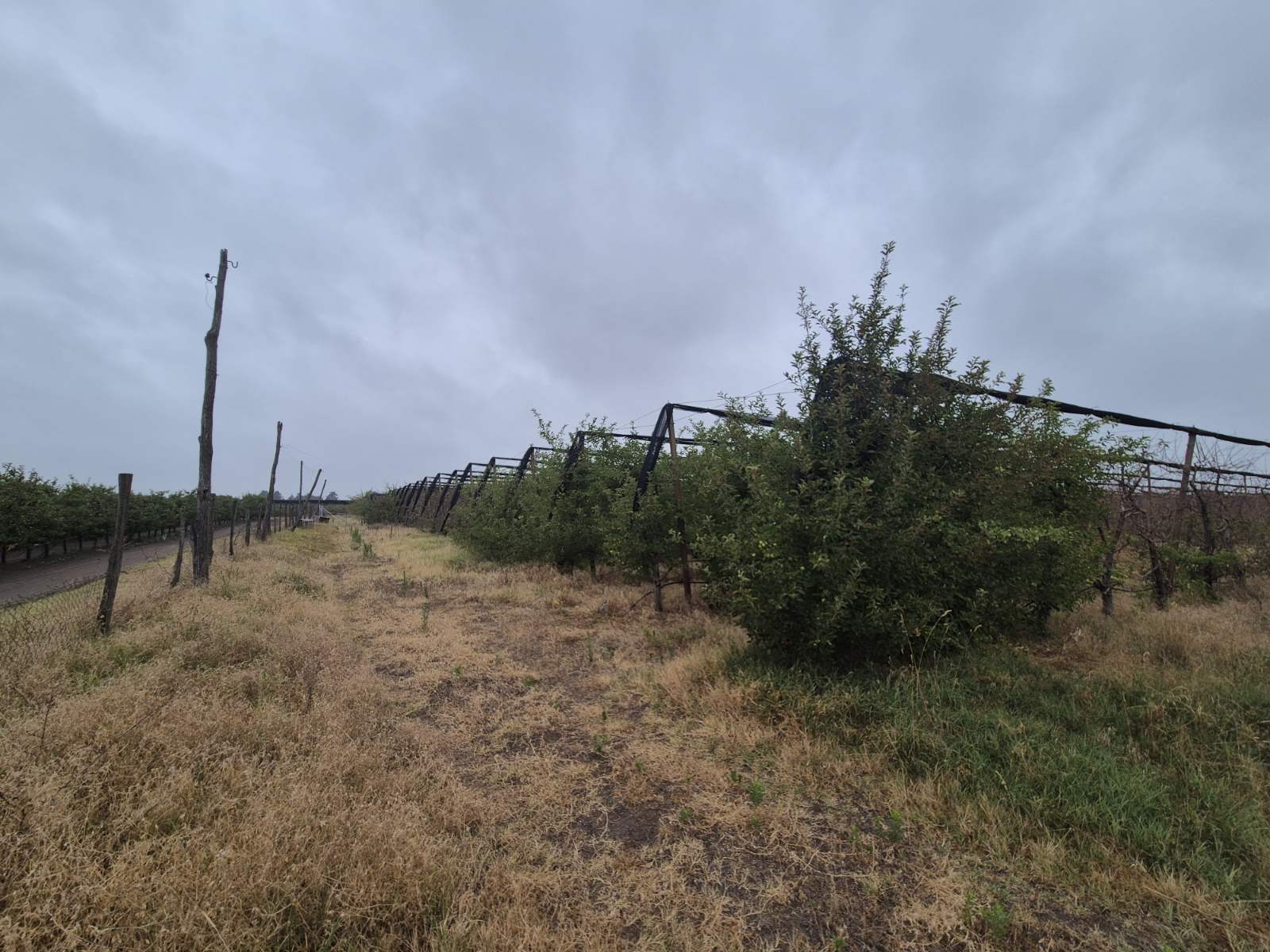 Bački vinogradi, poljoprivredno zemljište!