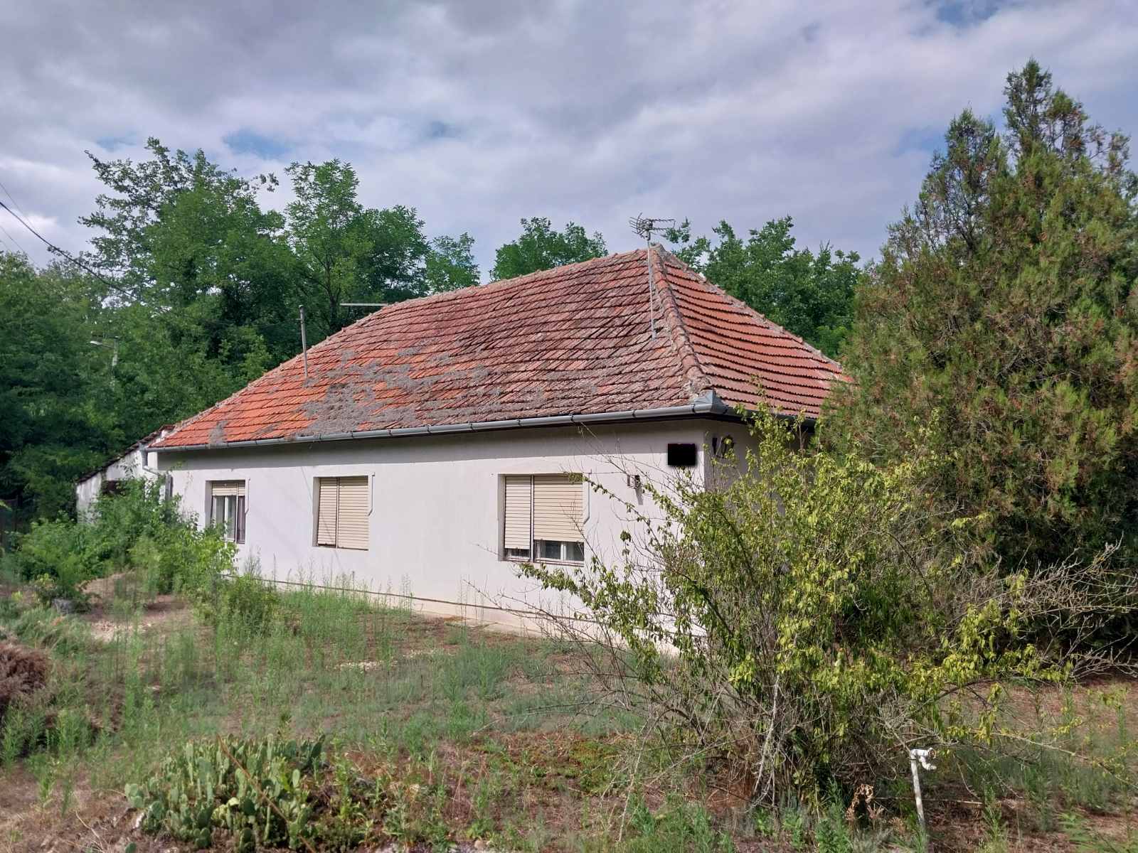 Kelebija, samostalna kuća sa većom parcelom u šumi!